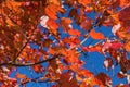 Red Maple Leaves Ã¢â¬â Acer rubrum Royalty Free Stock Photo